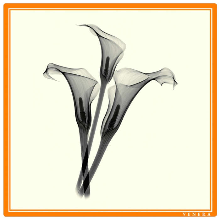 Lightness of Lines — изображение 1